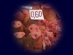 Pig snouts